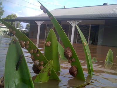 Snails evacuated to higher ground as well